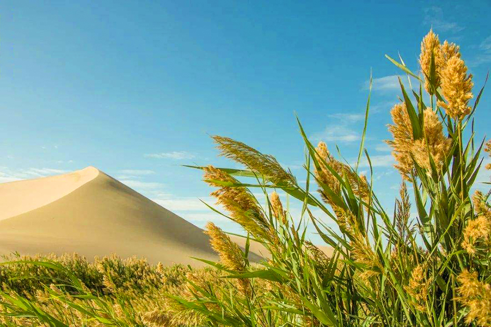 敦煌飞天旅拍：穿越千年的丝路美梦 - 驼达达国际旅行社